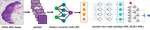 Exploring Low-Rank Property in Multiple Instance Learning for Whole Slide Image Classification