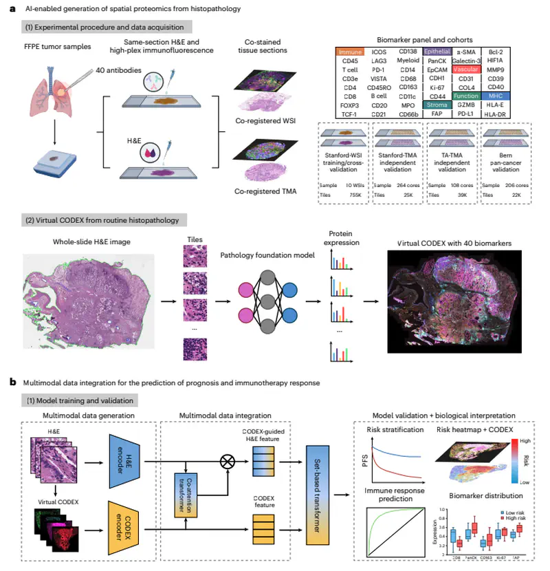 AI-enabled virtual spatial proteomics from histopathology for interpretable biomarker discovery in lung cancer