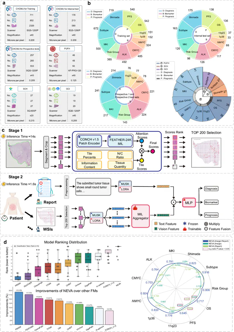 A unified vision-language model for precision oncology and biomarker prediction in neuroblastoma