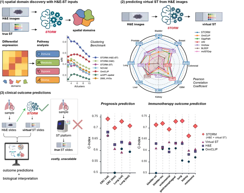 A Multimodal Foundation Model of Spatial Transcriptomics and Histology for Biological Discovery and Clinical Prediction